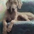 Monet